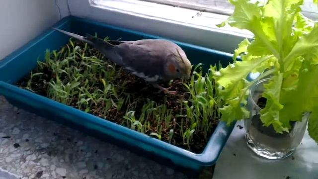 Птичий огород. (Чем кормить попугая кореллу) wonderful bird garden смотреть онлайн