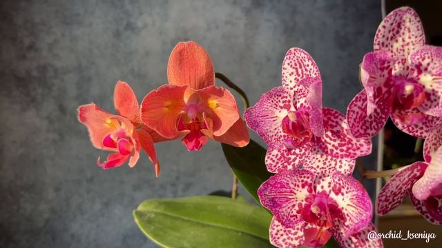 Phal. Chialin Rainbow peloric - 2 eyes ? Первое цветение азиатской орхидеи бабочки | Обзор сорта смотреть онлайн