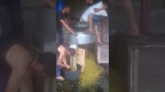 Очистка грецкого ореха смотреть онлайн