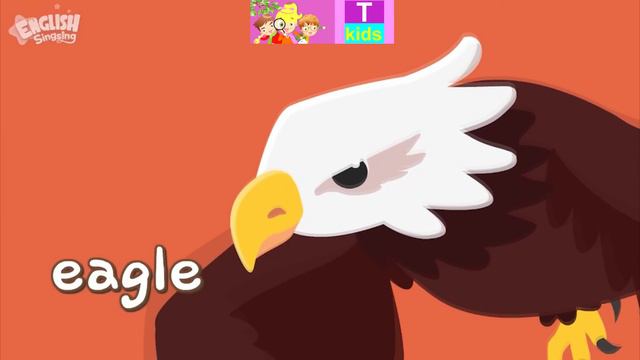 English - Animals - Flying Animals