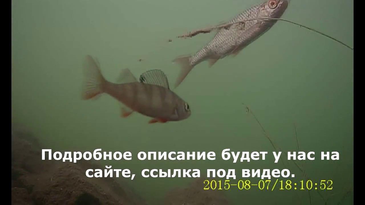 Новинка камеры FocusFish июнь 2018, часть1