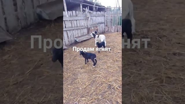 #дорпер #овца #дорпер кросс#кросс дорпера ф2#дорпер 75% смотреть онлайн