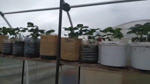 ПЛЮСЫ И МИНУСЫ ВЫРАЩИВАНИЯ КЛУБНИКИ В КАШПО