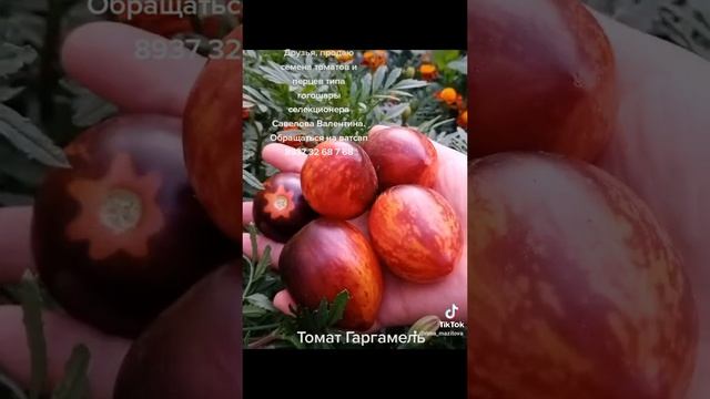 Томат Гаргамель.Семена в наличии. Ватсап +79373268768 смотреть онлайн