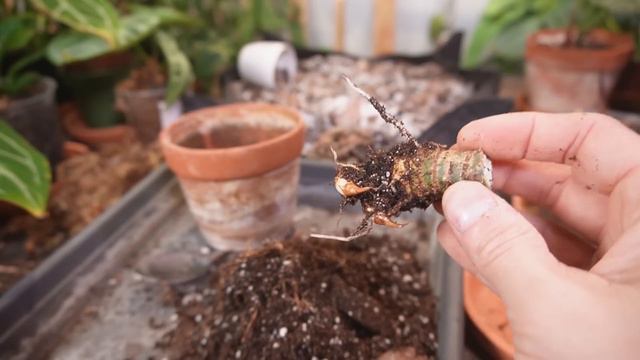 Alocasia Stem Propagation | what WORKED and DIDN'T....OVER 2 MONTHS смотреть онлайн