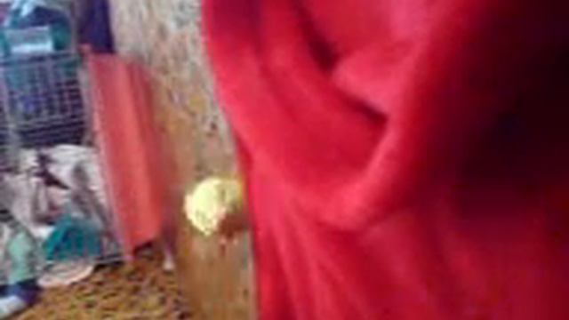 Попугай кумарит собаку смотреть онлайн