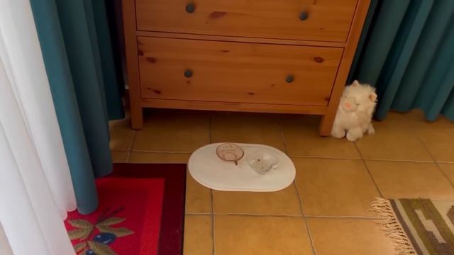 Что коты сделали УЖАС?! / Обзор сада / Приводим дом в порядок смотреть онлайн