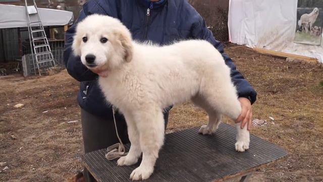 ЯКОГОР ШЕВИЛЬИ ЛАРЮ Пиренейская горная собака смотреть онлайн