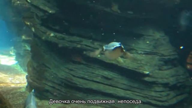 Значение имени Фелиция. Толкование, судьба, характер смотреть онлайн