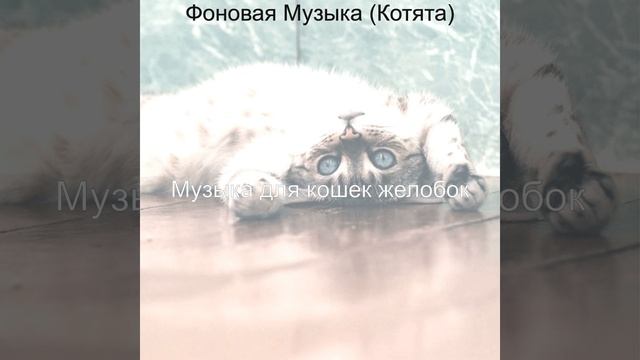 Музыка (Расслабляющие кошки) смотреть онлайн