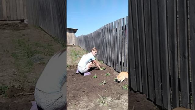 Пересаживаю клубнику