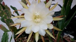 Как правильно ухаживать за Эпифиллумом, чтобы он зацвел