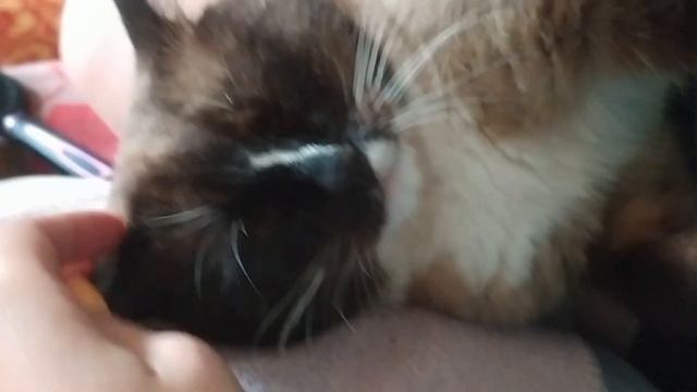 Первое видео (начало). Маленькая история любимого котика♥️♥️♥️ смотреть онлайн