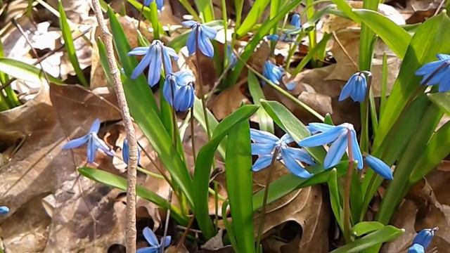 MUSIC - A Blue Hillside Of Early Spring Flowers смотреть онлайн