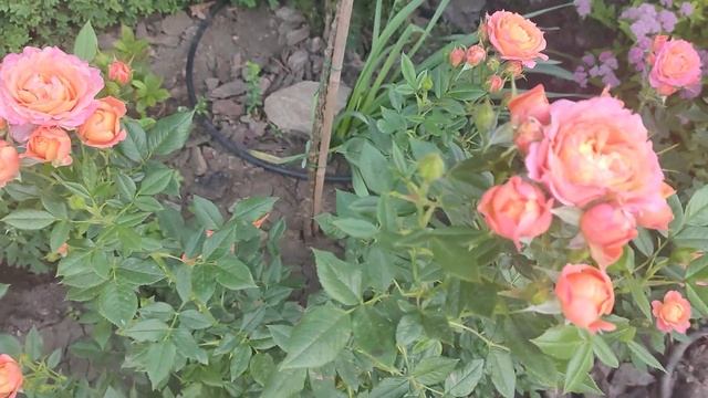 Роза БРИОЗА. Второе лето. смотреть онлайн