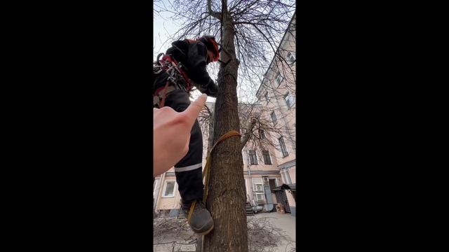 Как забраться на дерево при помощи петель. смотреть онлайн