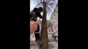 Как забраться на дерево при помощи петель.