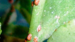 Вредители каланхоэ! Эффективная борьба с врагами Каланхоэ!