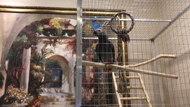 МОНЬКА ЗОВЁТ КУПАТЬСЯ. Говорящий попугай жако МОНЯШКА смотреть онлайн