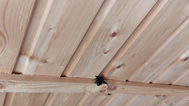 Шмель ищет домик в Севастополе, Крым смотреть онлайн