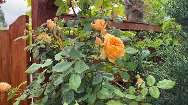 Crown Princess Margareta - First bloom of the season (David Austin rose) смотреть онлайн