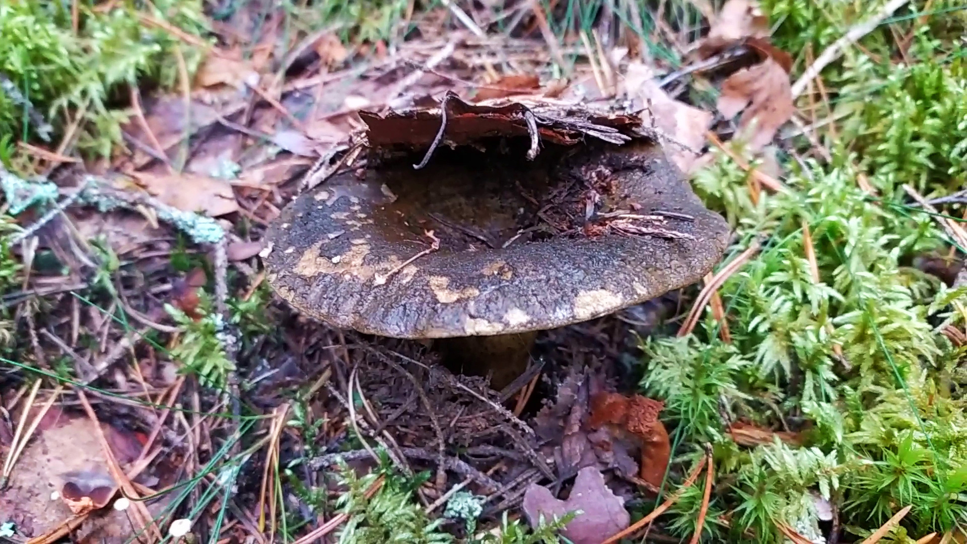 Чёрный груздь (Lactarius necator). Как выглядит гриб на месте произрастания. смотреть онлайн