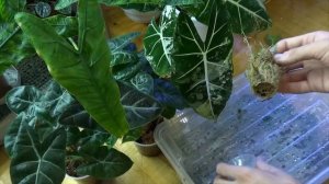 Пересадка детки Алоказии