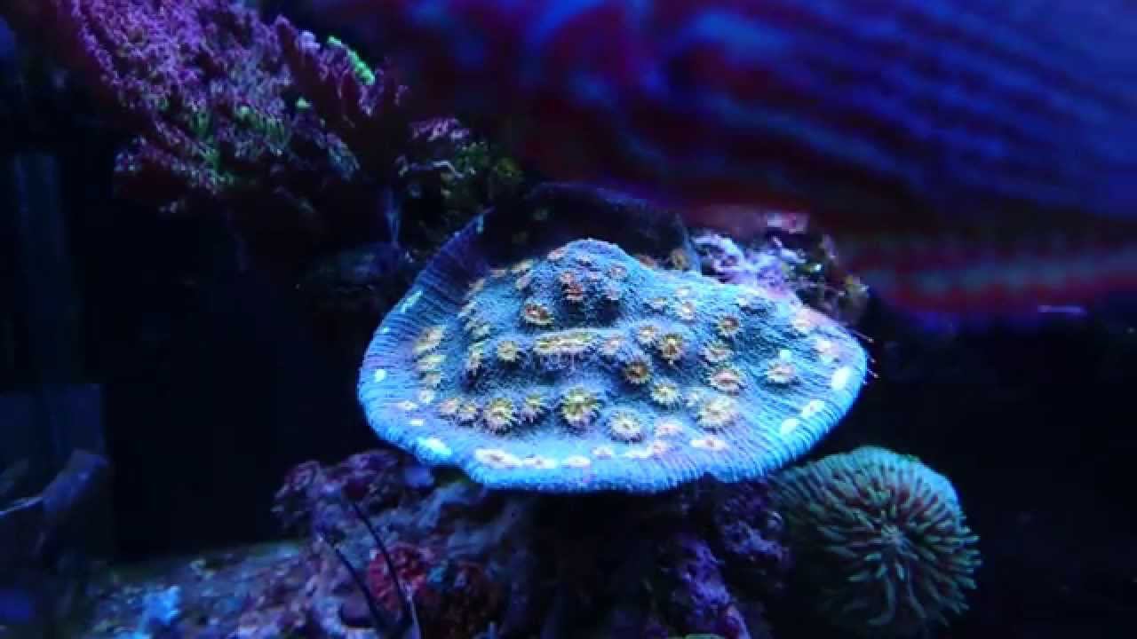 Miami Hurricane Chalice смотреть онлайн