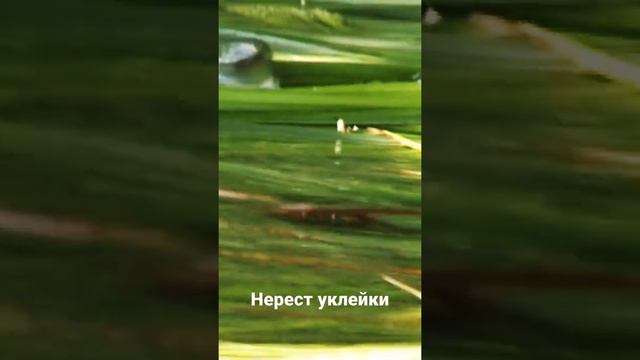 Рыба. Нерест уклейки. #клев #рыба #рыбалка #нерест #река #озеро #спининг смотреть онлайн
