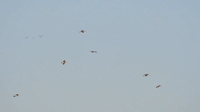 Дальневосточный кроншнеп