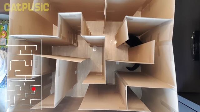 GIANT CAT MAZE!! Where's the exit?? смотреть онлайн
