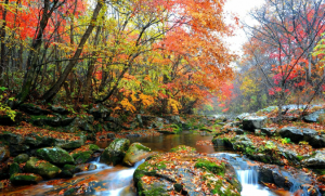 Успокаивающие звуки для сна. Звуки воды. Звуки природы - Звуки журчащего ручья ✦ звуки леса ✦ relax