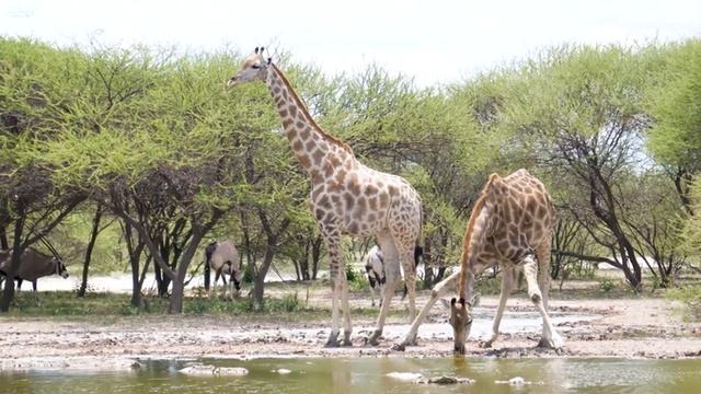 4K African Wildlife: Etosha National Park, Namibia, African Animals ... With Real Sounds in Video 4 смотреть онлайн