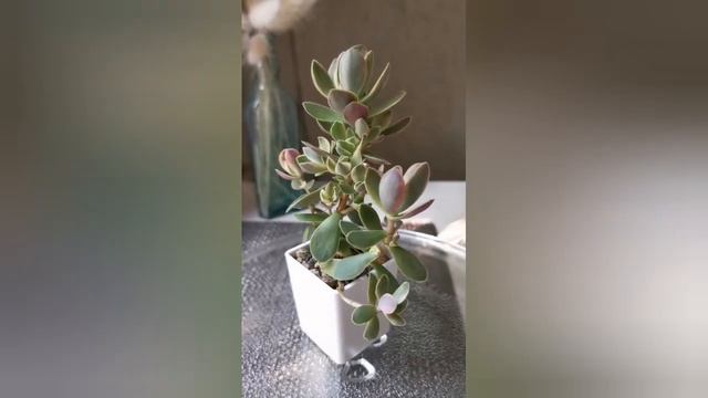 Крассула Овата Мани Мейкер.Изменения спустя месяц. смотреть онлайн