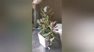 Крассула Овата Мани Мейкер.Изменения спустя месяц.