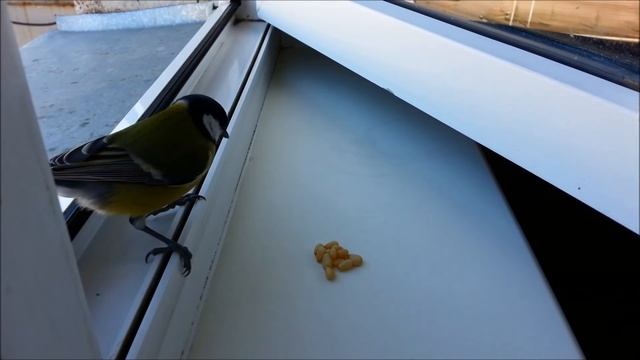 Большая синица - Great Titmouse смотреть онлайн
