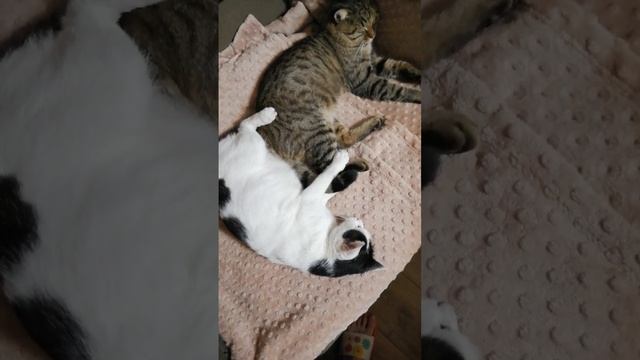 Одно лежбище на двоих. Кошка-мать и Толстик - дневной сон. смотреть онлайн