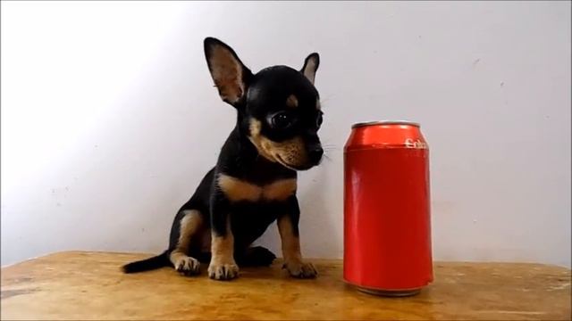 Hembrita Chihuahua Golondrina de Bolsillo Disponible - Julio 2016 смотреть онлайн