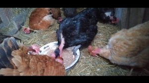 Сырой мясокостный  фарш для кур.От расклева, каннибализма. Голошейные куры и Доминанты зимой.