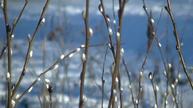 Январское цветение вербы 2018 год