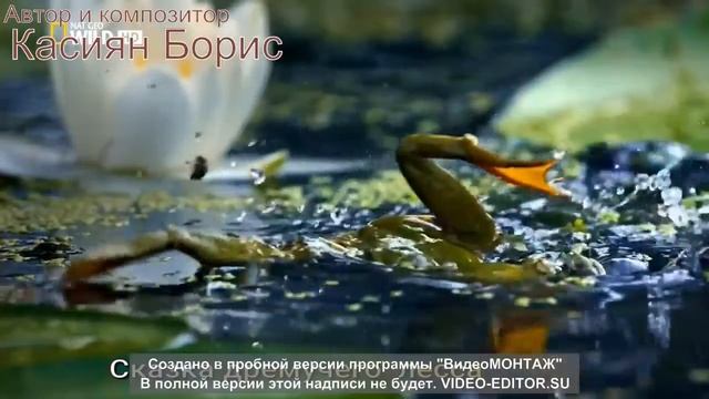 Сказка дремучего леса смотреть онлайн
