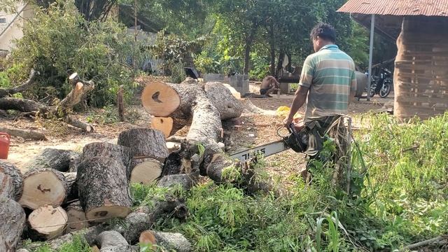 splitting bicycle to take out of the field MS 070 stihl chainsaw 52 |Activity wood cutting смотреть онлайн