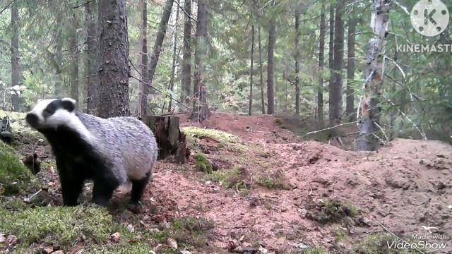 Охота на барсука!!! Барсук есть,разрешения нет!!! смотреть онлайн