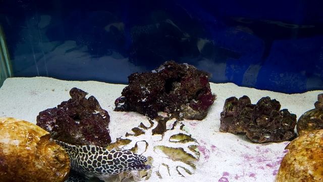 Мурена в аквариуме смотреть онлайн