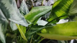 Шизматоглоттис. Обзор цветка.