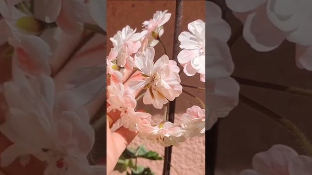 Пеларгонія Lara Marjorie смотреть онлайн