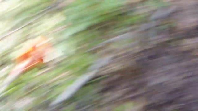 СВЕРШИЛОСЬ, лесная РАССЫПУХА ЦАРЕЙ / Коп / E - TRAC / Литва смотреть онлайн