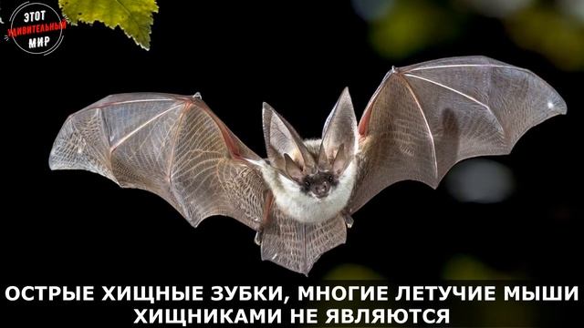 Летучие Мыши: страшный внешний вид и острые зубы. Опасны ли Летучие Мыши для человека?
