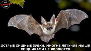 Летучие Мыши: страшный внешний вид и острые зубы. Опасны ли Летучие Мыши для человека?