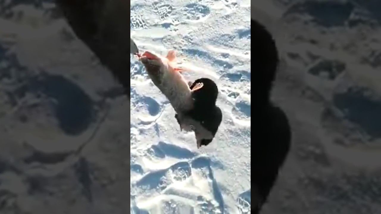 Норка и щука